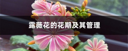 露薇花的花期及其管理