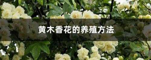 黄木香花的养殖方法