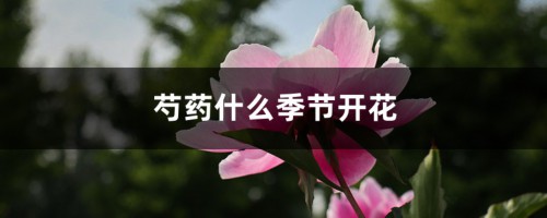 芍药什么季节开花，芍药能四季开花吗