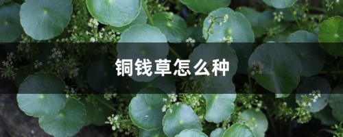 铜钱草怎么种