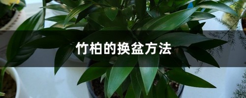 竹柏的换盆方法