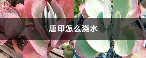 唐印怎么浇水