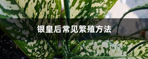 银皇后常见繁殖方法